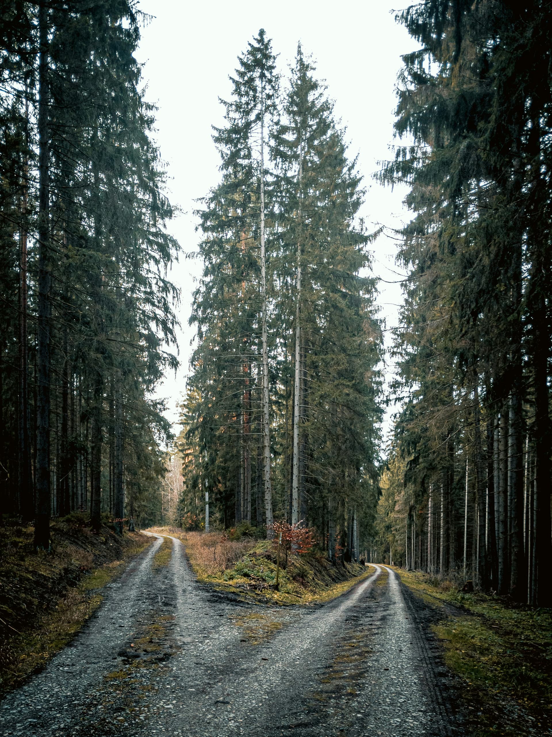 Två vägar i en skog